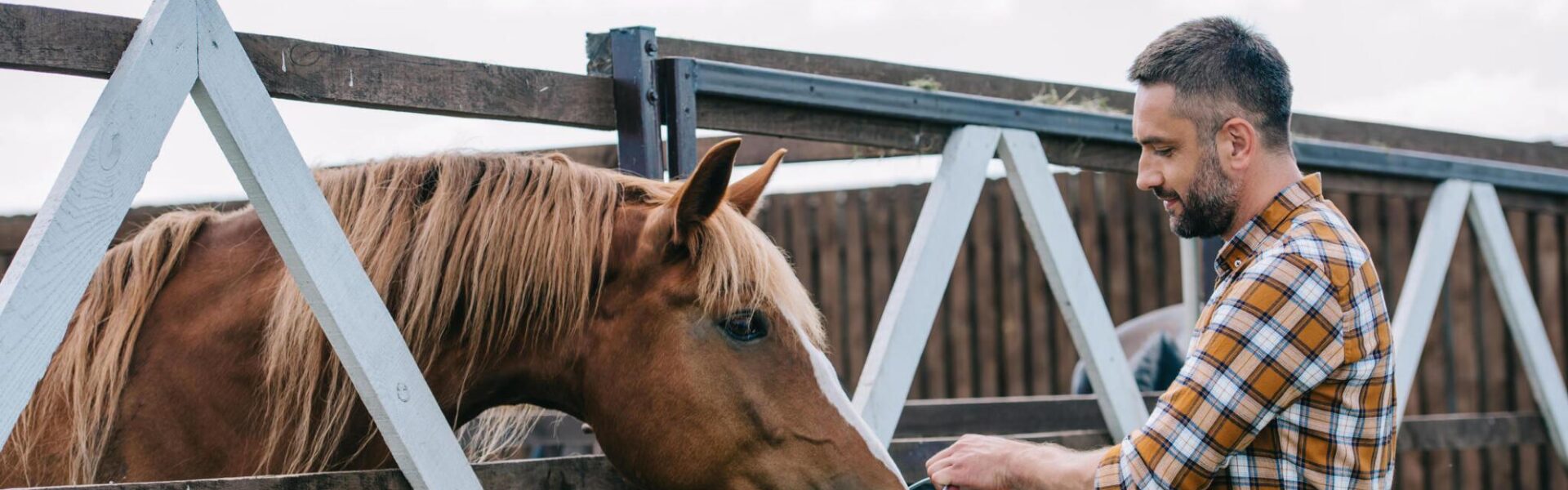 How to Properly Feed Your Horse for Optimal Health and Performance